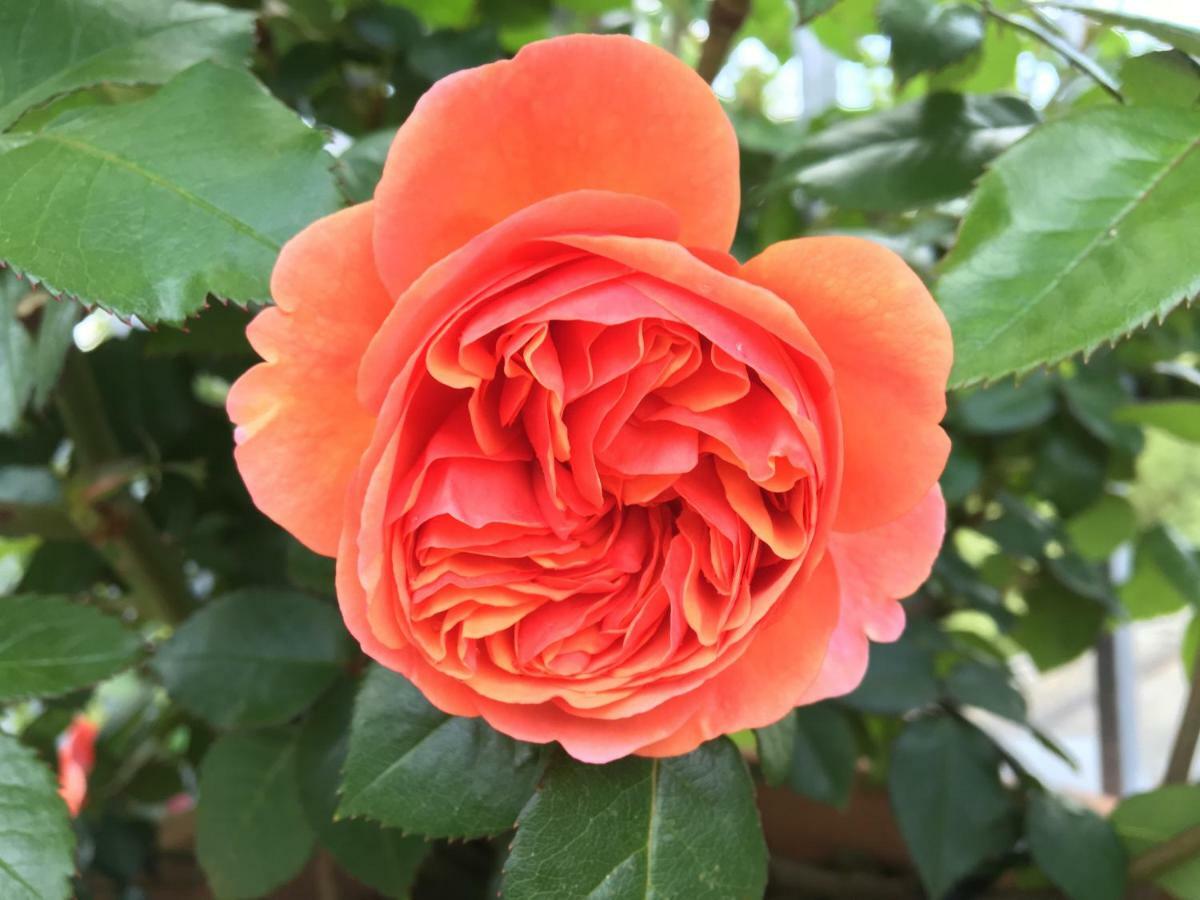 Ferienhaus Blumenparadies Stainz Dış mekan fotoğraf